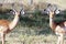 Young male antelopes - impalas