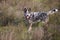 Young male Australian Cattle Dog being watchful in the field