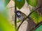 Young Male Bird Sparrow Close up In Between Plant Leaf wildlife animal