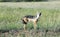 A young male Black Backed Jackal (Canis mesomalas).