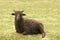 Young male black ouessant sheep lamb in the meadow