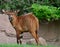 Young male bongo