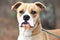 Young male Boxer and Bulldog mix breed dog portrait