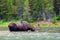 A young, male bull moose feeding in a lake in Glacier National Park, Montana, USA