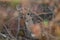 Young male bushbuck Tragelaphus scriptus among the vegetation.