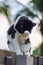 A young male cat with black and white fur perches on a garden fence, grooming. Eyes fixed, whiskers twitching a tranquil scene of