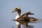 Young Male Common Eider Duck swimming in a small pond