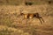 Young male common impala leaps across track