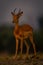 Young male common impala stands with catchlight