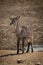 Young male common waterbuck standing watching camera