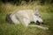 Young male czechoslovak wolfdog in summer camp eating raw bone