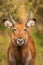 Young male defassa waterbuck  Kobus ellipsiprymnus defassa, Lake Mburo National Park, Uganda.