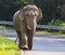 Young male elephant in khaoyai national park important natural t