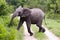 Young male elephant in Kruger park