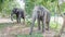 Young male elephants