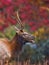 Young male elk bugles in fall, autumn colors of Cataloochee valley