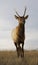 Young Male Elk Horns Standing Montana