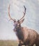 Young male elk searching for females during fall rut