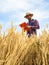 Young male farmer observes the wheat harvest. Ecological agriculture.