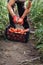 Young male farmer picking up fresh tomatoes at plantation