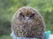 A young male four-toed hedgehog, aka Atelerix albiventris