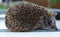 A young male four-toed hedgehog, aka Atelerix albiventris