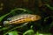 Young male of freshwater fish, lake Tanganyika timid and vulnerable endemic species hide in rich plant vegetation in nature aqua