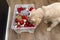 A young male golden retriever stands on modern vinyl panels and takes a Christmas ornament from a Christmas decoration container.