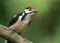 Young male great spotted woodpecker