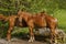 Young male horses closeup