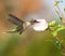 Young male Hummingbird feeding on an Althea flower