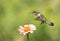 Young male Hummingbird hovering over a pink Zinnia flower