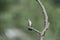 Young male Hummingbird perched and chattering