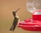 Young male Hummingbird sitting at the feeder