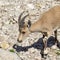 Young Male Ibex Grazing on Wildflowers in Nahal David