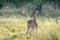 Young male impala antelope in grass on early morning