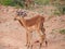 Young male Impala grooming