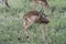 young male Impala standing on grass, Kruger park, South Africa