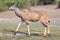 Young male kudu