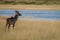 A young male Kudu looking around.