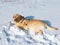 A young male labrador retriver dog playing in fresh snow