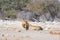 Young male lazy Lion lying down on the ground and looking at camera. Zebra defocused walking undisturbed in the background. Wild