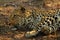 Young male Leopard nervously looking around