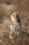 Young male Lion in desert