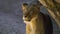 Young male lion emerges from behind rock and looks around