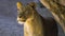 Young male lion emerges from behind rock and stares into camera