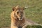 Young male lion head closeup.