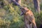 Young Male Lion in Kruger National Park