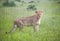 Young male lion in the Masaai Mara