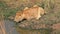 Young male lion in Masai Mara